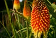 fleurs vivaces pour le jardin