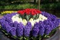 Fleurs vivaces pour le jardin qui ne nécessitent aucun entretien