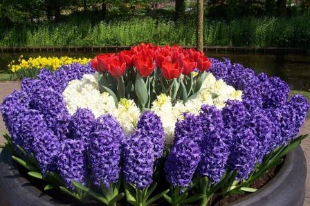 Mehrjährige Gartenblumen, die keine Pflege benötigen