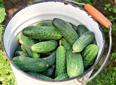 Cetrioli da esterno per la regione di Mosca