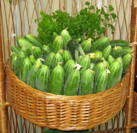 cetriolo