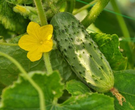 Cetrioli da esterno per la regione di Mosca