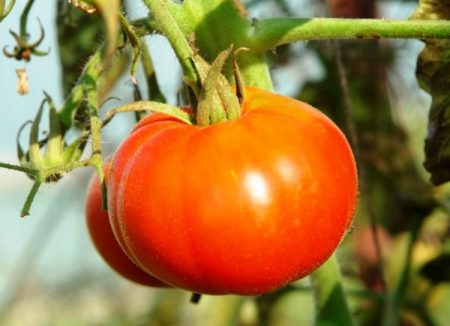 Le migliori varietà di pomodoro per le serre nella regione di Mosca