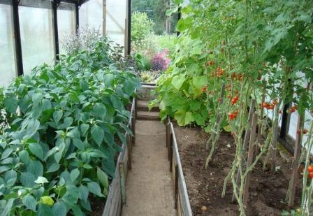 Tomaten und Paprika in einem Gewächshaus