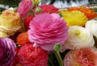 Засаждане и грижи за ранункулус в открита земя