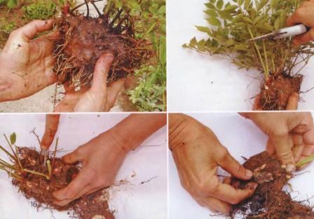 propagation de l'astilbe