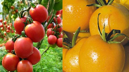Le migliori varietà di pomodoro per le serre nella regione di Mosca