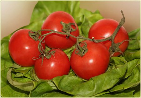 Variétés de tomates pour serres en polycarbonate