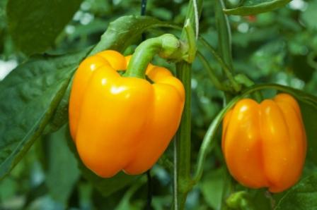 varietà di peperoni dolci a parete spessa per la regione di Mosca