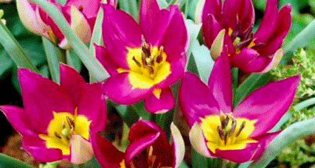 Tulpe
