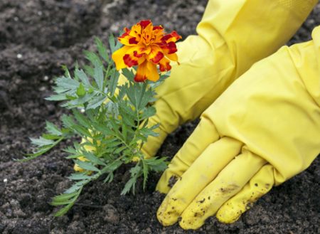 Wann pflanzt man Ringelblumen-Setzlinge im Jahr 2017?