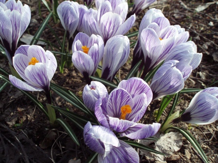 Krokusse: Anpflanzung und Pflege zu Hause