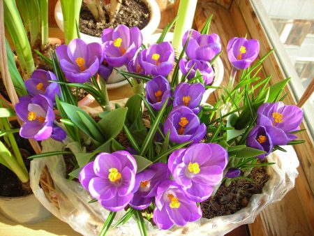 Krokusse: Anpflanzung und Pflege zu Hause