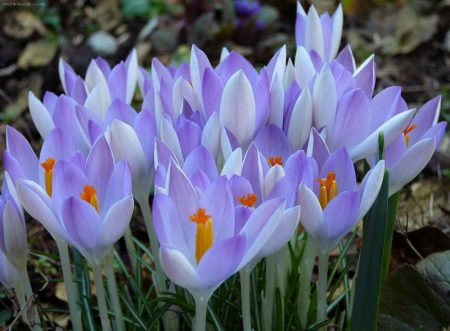Krokusse: Anpflanzung und Pflege zu Hause