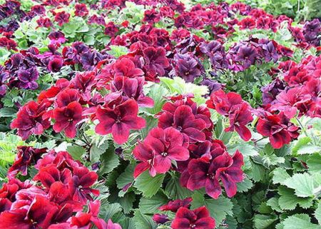 Einjährige Gartenblumen, die den ganzen Sommer über blühen: Fotos mit Namen