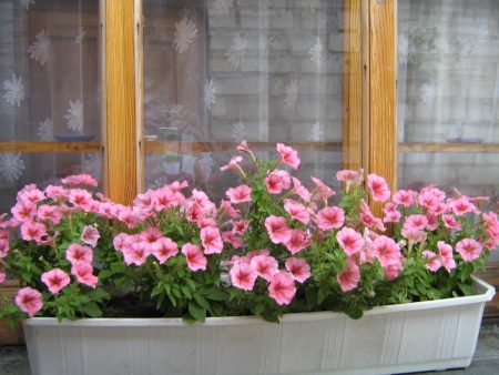 Pétunia : culture à partir de graines, quand planter