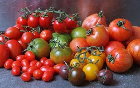 Variétés de tomates de serre résistantes au mildiou