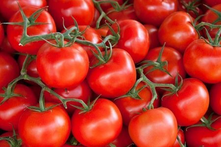 Variétés de tomates de serre résistantes au mildiou