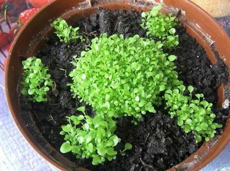 Lobelia ampelosa: piantagione e cura, foto