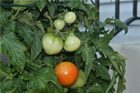 Plántulas de tomate, crecimiento, cuándo sembrar