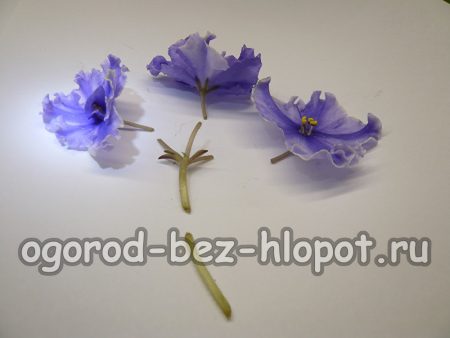 Enracinement des tiges florales des violettes chimères