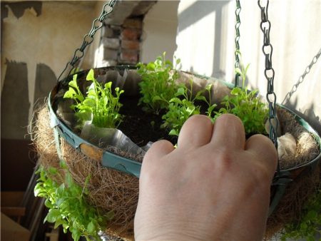 Lobelia ampelosa: piantagione e cura