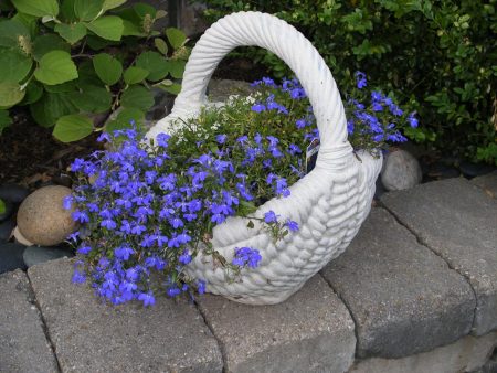 Lobelia ampelous