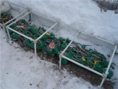 Wie man im Frühjahr gekaufte Rosensetzlinge vor dem Einpflanzen konserviert