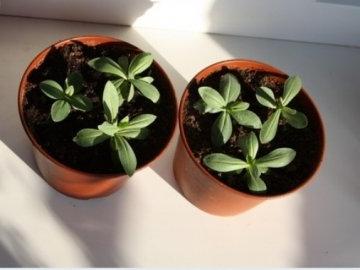 Eustoma : culture à partir de graines