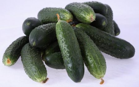 Αυτογονιμοποιούμενες ποικιλίες αγγουριού για ανοιχτό έδαφος