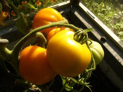 Variétés de tomates de serre résistantes au mildiou