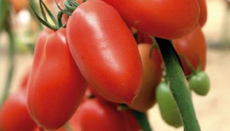 Variétés de tomates de serre résistantes au mildiou