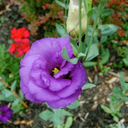 Eustoma : culture à partir de graines à la maison, photos