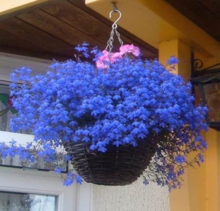 Lobelia ampelosa: piantagione e cura, foto