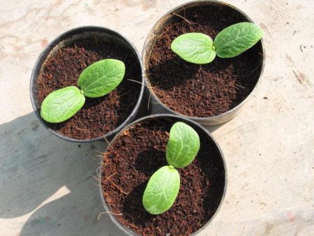 Quand planter les semis de courgettes