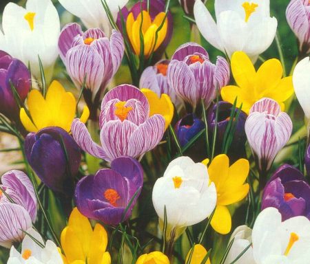 Krokusse: Anpflanzung und Pflege zu Hause