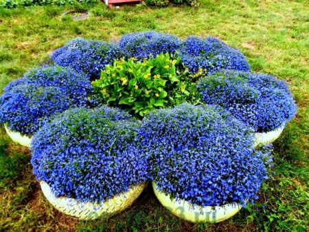 Lobelia ampelosa: piantagione e cura, foto