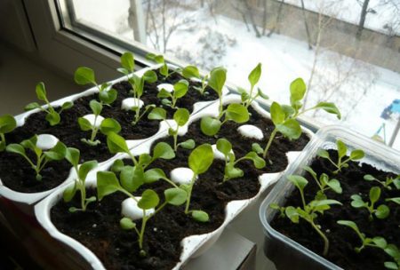 Pétunia : culture à partir de graines, quand planter