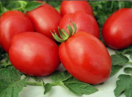 Les meilleures variétés de tomates pour la région de Moscou : avis