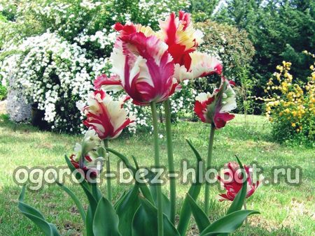 Cultiver des tulipes : comment bien faire