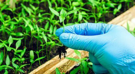 Jours favorables en mars 2017 pour planter des tomates et des poivrons