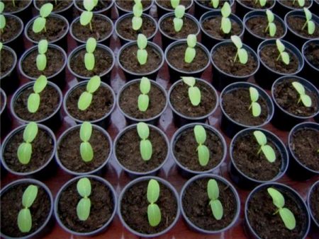 Quand planter les semis de courgettes en 2017