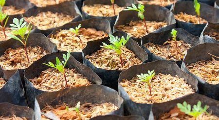 Wann pflanzt man Ringelblumen-Setzlinge im Jahr 2017?