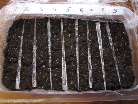 Pétunia : culture à partir de graines, quand planter