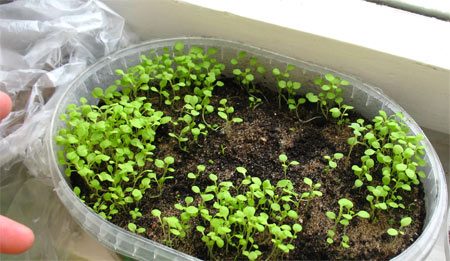 Petunia: cultivo a partir de semillas