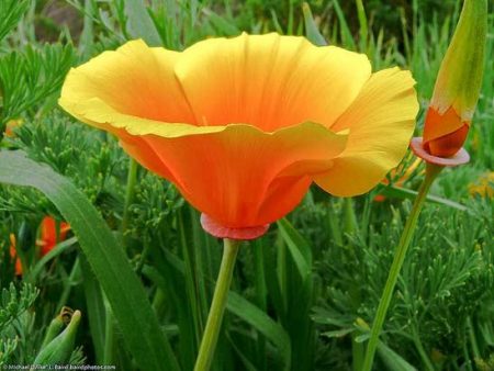 Foto di Eschscholzia