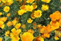Kalifornischen Mohn aus Samen ziehen