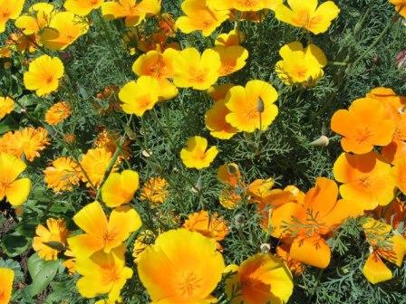 Coltivare il papavero della California dai semi