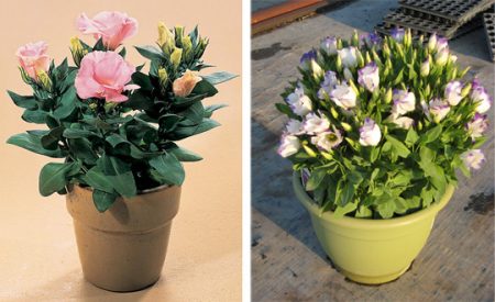 Eustoma : culture à partir de graines à la maison, photos