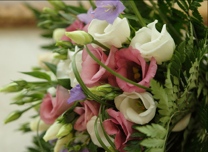 coltivare l'eustoma dai semi